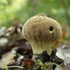 Karpotasis pumpotaukšlis - Lycoperdon perlatum | Fotografijos autorius : Vidas Brazauskas | © Macrogamta.lt | Šis tinklapis priklauso bendruomenei kuri domisi makro fotografija ir fotografuoja gyvąjį makro pasaulį.