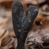 Liežuvėliškoji grūdmenė - Tolypocladium ophioglossoides | Fotografijos autorius : Žilvinas Pūtys | © Macrogamta.lt | Šis tinklapis priklauso bendruomenei kuri domisi makro fotografija ir fotografuoja gyvąjį makro pasaulį.