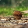 Pavėsinis pumpotaukšlis - Lycoperdon umbrinum | Fotografijos autorius : Vidas Brazauskas | © Macrogamta.lt | Šis tinklapis priklauso bendruomenei kuri domisi makro fotografija ir fotografuoja gyvąjį makro pasaulį.