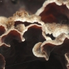 Purpurinis plutainis - Chondrostereum purpureum | Fotografijos autorius : Vidas Brazauskas | © Macrogamta.lt | Šis tinklapis priklauso bendruomenei kuri domisi makro fotografija ir fotografuoja gyvąjį makro pasaulį.