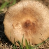 Pavasarinis minkštūnis - Melanoleuca cognata | Fotografijos autorius : Ramunė Vakarė | © Macrogamta.lt | Šis tinklapis priklauso bendruomenei kuri domisi makro fotografija ir fotografuoja gyvąjį makro pasaulį.