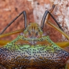 Gudobelinė skydblakė - Acanthosoma haemorrhoidale ♂ | Fotografijos autorius : Žilvinas Pūtys | © Macrogamta.lt | Šis tinklapis priklauso bendruomenei kuri domisi makro fotografija ir fotografuoja gyvąjį makro pasaulį.