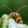 Guobinis aksominukas - Galerucella lineola | Fotografijos autorius : Oskaras Venckus | © Macrogamta.lt | Šis tinklapis priklauso bendruomenei kuri domisi makro fotografija ir fotografuoja gyvąjį makro pasaulį.