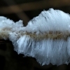 Hair ice - Exidiopsis effusa | Fotografijos autorius : Ramunė Vakarė | © Macronature.eu | Macro photography web site