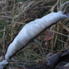 Hair ice - Exidiopsis effusa | Fotografijos autorius : Vytautas Gluoksnis | © Macronature.eu | Macro photography web site