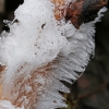 Hair ice - Exidiopsis effusa | Fotografijos autorius : Gintautas Steiblys | © Macronature.eu | Macro photography web site