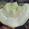 Hairy Bracket - Trametes hirsuta | Fotografijos autorius : Gintautas Steiblys | © Macronature.eu | Macro photography web site