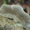 Hairy Bracket - Trametes hirsuta | Fotografijos autorius : Gintautas Steiblys | © Macronature.eu | Macro photography web site