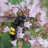Hairy scoliid wasp - Scolia hirta | Fotografijos autorius : Gintautas Steiblys | © Macronature.eu | Macro photography web site