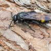 Hairy scoliid wasp - Scolia hirta | Fotografijos autorius : Kazimieras Martinaitis | © Macronature.eu | Macro photography web site