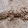 Gekonas - Trachydactylus hajarensis | Fotografijos autorius : Žilvinas Pūtys | © Macronature.eu | Macro photography web site