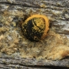 Harebell carpenter bee - Chelostoma campanularum ♀ | Fotografijos autorius : Gintautas Steiblys | © Macronature.eu | Macro photography web site