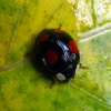 Harlequin ladybird - Harmonia axyridis f. spectabilis | Fotografijos autorius : Vitalii Alekseev | © Macrogamta.lt | Šis tinklapis priklauso bendruomenei kuri domisi makro fotografija ir fotografuoja gyvąjį makro pasaulį.