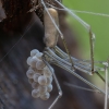 Harvestman Cellar Spider - Pholcus opilionoides ♀ | Fotografijos autorius : Žilvinas Pūtys | © Macrogamta.lt | Šis tinklapis priklauso bendruomenei kuri domisi makro fotografija ir fotografuoja gyvąjį makro pasaulį.