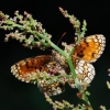 Heath fritillary - Melitaea athalia | Fotografijos autorius : Irenėjas Urbonavičius | © Macronature.eu | Macro photography web site