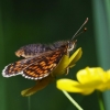 Heath fritillary - Melitaea athalia | Fotografijos autorius : Irenėjas Urbonavičius | © Macronature.eu | Macro photography web site