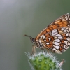 Heath fritillary - Melitaea athalia | Fotografijos autorius : Agnė Našlėnienė | © Macronature.eu | Macro photography web site