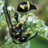 Heath potter wasp - Eumenes coarctatus ♀ | Fotografijos autorius : Gintautas Steiblys | © Macrogamta.lt | Šis tinklapis priklauso bendruomenei kuri domisi makro fotografija ir fotografuoja gyvąjį makro pasaulį.