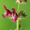 Hedge Woundwort - Stachys sylvatica | Fotografijos autorius : Ramunė Vakarė | © Macronature.eu | Macro photography web site
