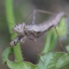 Heldreich's dwarf mantis - Ameles heldreichi | Fotografijos autorius : Žilvinas Pūtys | © Macronature.eu | Macro photography web site