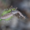 Heldreich's dwarf mantis - Ameles heldreichi | Fotografijos autorius : Žilvinas Pūtys | © Macronature.eu | Macro photography web site