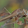 Heldreich's dwarf mantis - Ameles heldreichi | Fotografijos autorius : Gintautas Steiblys | © Macronature.eu | Macro photography web site