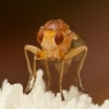 Heleomyzid fly - Suillia sp. | Fotografijos autorius : Žilvinas Pūtys | © Macronature.eu | Macro photography web site