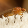 Heleomyzid fly - Suillia sp. | Fotografijos autorius : Žilvinas Pūtys | © Macronature.eu | Macro photography web site