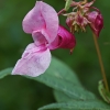 Himalayan balsam - Impatiens glandulifera | Fotografijos autorius : Nomeda Vėlavičienė | © Macronature.eu | Macro photography web site