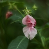 Himalayan balsam - Impatiens glandulifera | Fotografijos autorius : Vidas Brazauskas | © Macronature.eu | Macro photography web site
