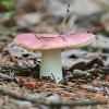 Hintapink - Russula cf. paludosa | Fotografijos autorius : Gintautas Steiblys | © Macronature.eu | Macro photography web site