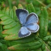 Holly Blue - Celastrina argiolus | Fotografijos autorius : Vytautas Uselis | © Macronature.eu | Macro photography web site