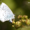 Žydrasis melsvys - Celastrina argiolus | Fotografijos autorius : Vilius Grigaliūnas | © Macronature.eu | Macro photography web site