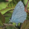 Holly Blue - Celastrina argiolus | Fotografijos autorius : Gintautas Steiblys | © Macronature.eu | Macro photography web site