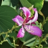 Spalvingasis pupūnas - Bauhinia × blakeana | Fotografijos autorius : Nomeda Vėlavičienė | © Macronature.eu | Macro photography web site