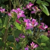 Hong Kong orchid tree - Bauhinia × blakeana | Fotografijos autorius : Nomeda Vėlavičienė | © Macronature.eu | Macro photography web site