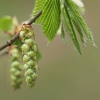 Hornbeam - Carpinus betulus | Fotografijos autorius : Gintautas Steiblys | © Macronature.eu | Macro photography web site