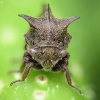 Horned Treehopper  - Centrotus cornutus | Fotografijos autorius : Vidas Brazauskas | © Macronature.eu | Macro photography web site