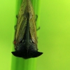 Paprastoji kuprotoji cikada - Centrotus cornutus | Fotografijos autorius : Ramunė Vakarė | © Macronature.eu | Macro photography web site