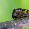 Horned Treehopper - Centrotus cornutus | Fotografijos autorius : Oskaras Venckus | © Macrogamta.lt | Šis tinklapis priklauso bendruomenei kuri domisi makro fotografija ir fotografuoja gyvąjį makro pasaulį.