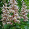 Horse chestnut - Aesculus hippocastanum | Fotografijos autorius : Gintautas Steiblys | © Macronature.eu | Macro photography web site