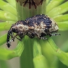 Horsetail weevil - Grypus equiseti | Fotografijos autorius : Gintautas Steiblys | © Macronature.eu | Macro photography web site