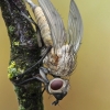 House fly - Helina sp. | Fotografijos autorius : Gintautas Steiblys | © Macronature.eu | Macro photography web site