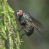 House fly - Helina confinis ♀ | Fotografijos autorius : Gintautas Steiblys | © Macronature.eu | Macro photography web site