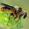 Hoverfly - Merodon velox | Fotografijos autorius : Gintautas Steiblys | © Macronature.eu | Macro photography web site