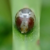 Žiedmusė - Syrphidae | Fotografijos autorius : Vidas Brazauskas | © Macronature.eu | Macro photography web site