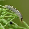 Hover fly, larva | Fotografijos autorius : Vidas Brazauskas | © Macronature.eu | Macro photography web site