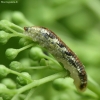 Hover fly, larva | Fotografijos autorius : Vidas Brazauskas | © Macronature.eu | Macro photography web site