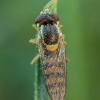 Hoverfly - Sphaerophoria sp. ♀ | Fotografijos autorius : Žilvinas Pūtys | © Macronature.eu | Macro photography web site