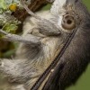 Hummingbird Hawk-moth - Macroglossum stellatarum  | Fotografijos autorius : Eglė Vičiuvienė | © Macronature.eu | Macro photography web site